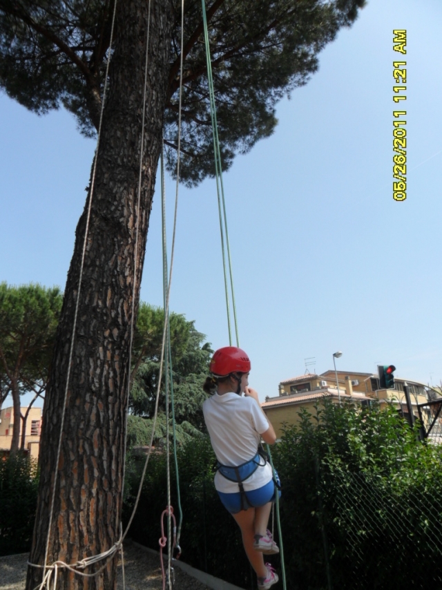  Recreational Treeclimbing